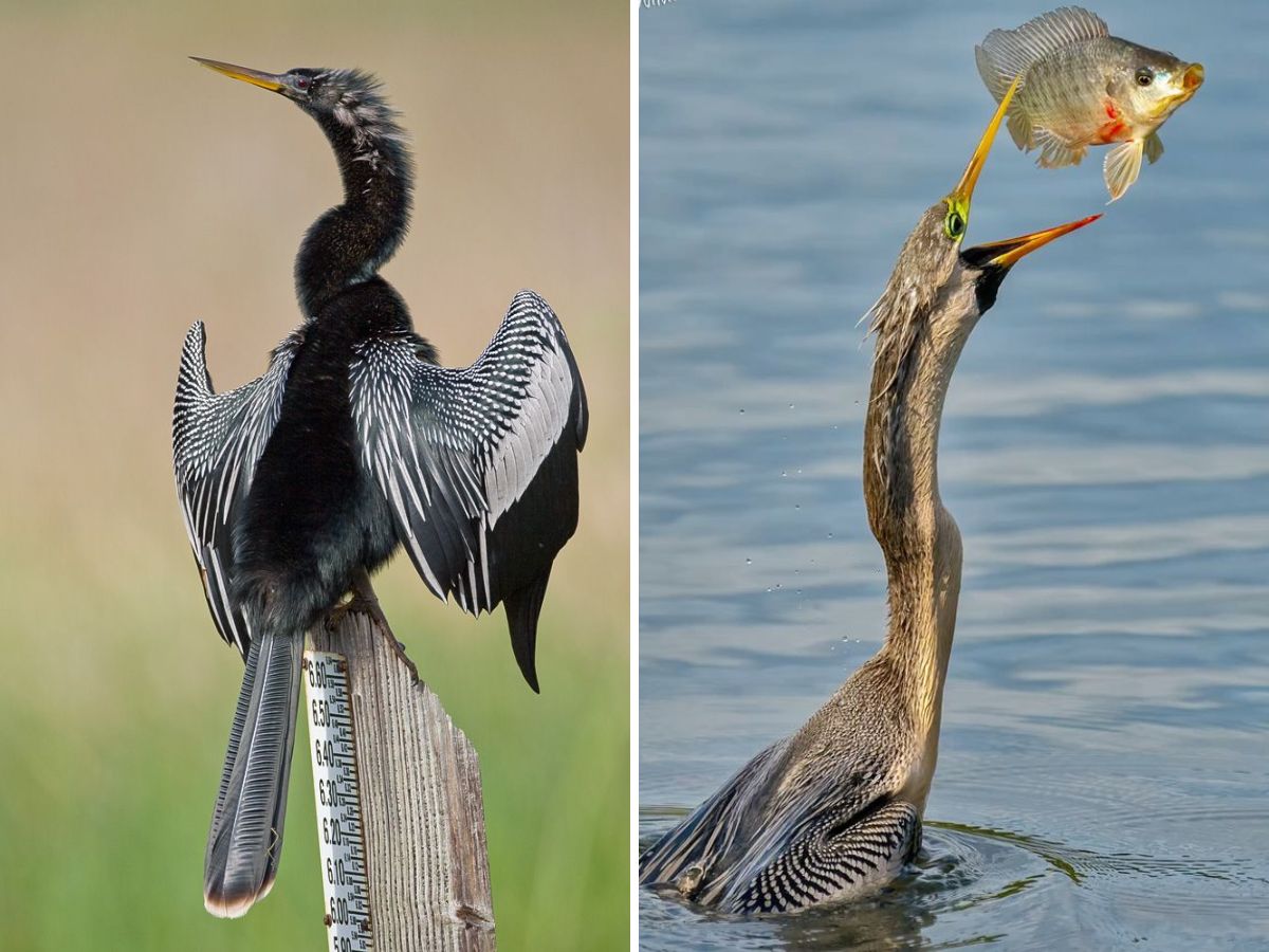 in-pics-10-birds-every-wildlife-enthusiast-must-look-out-for-this-monsoon-at-bharatpur-bird-sanctuary Indian Darter / Snakebird (Image Credit- Pinterest) - Photo Gallery