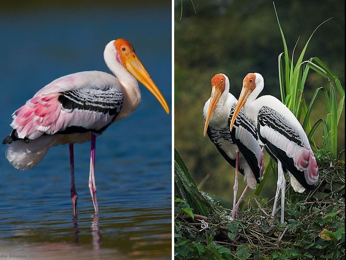 in-pics-10-birds-every-wildlife-enthusiast-must-look-out-for-this-monsoon-at-bharatpur-bird-sanctuary Painted Stork(Image Credit - Pinterest) - Photo Gallery