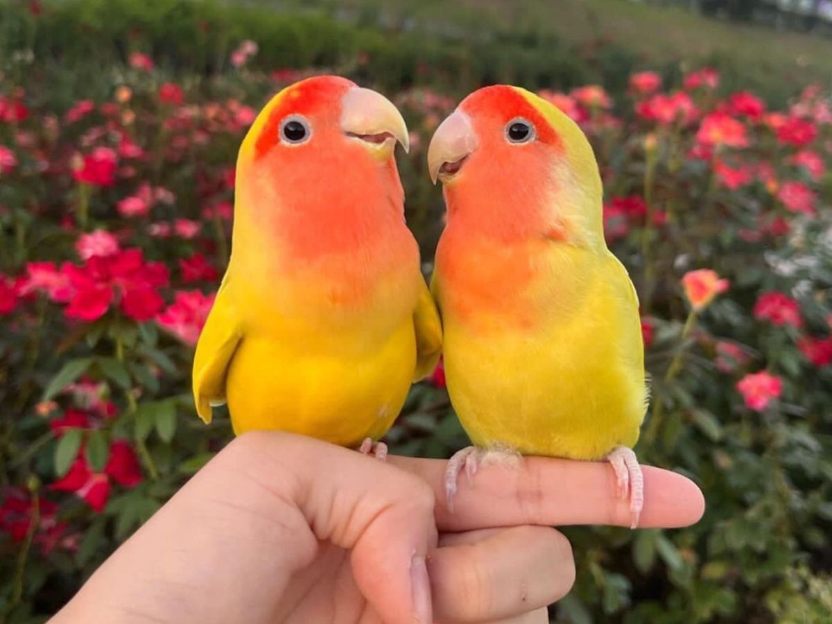 Low-Maintenance Animals You Can Have As Pet In India - Photo Gallery