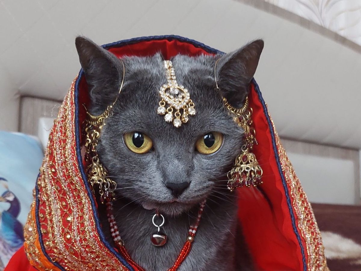 Low-Maintenance Animals You Can Have As Pet In India - Photo Gallery