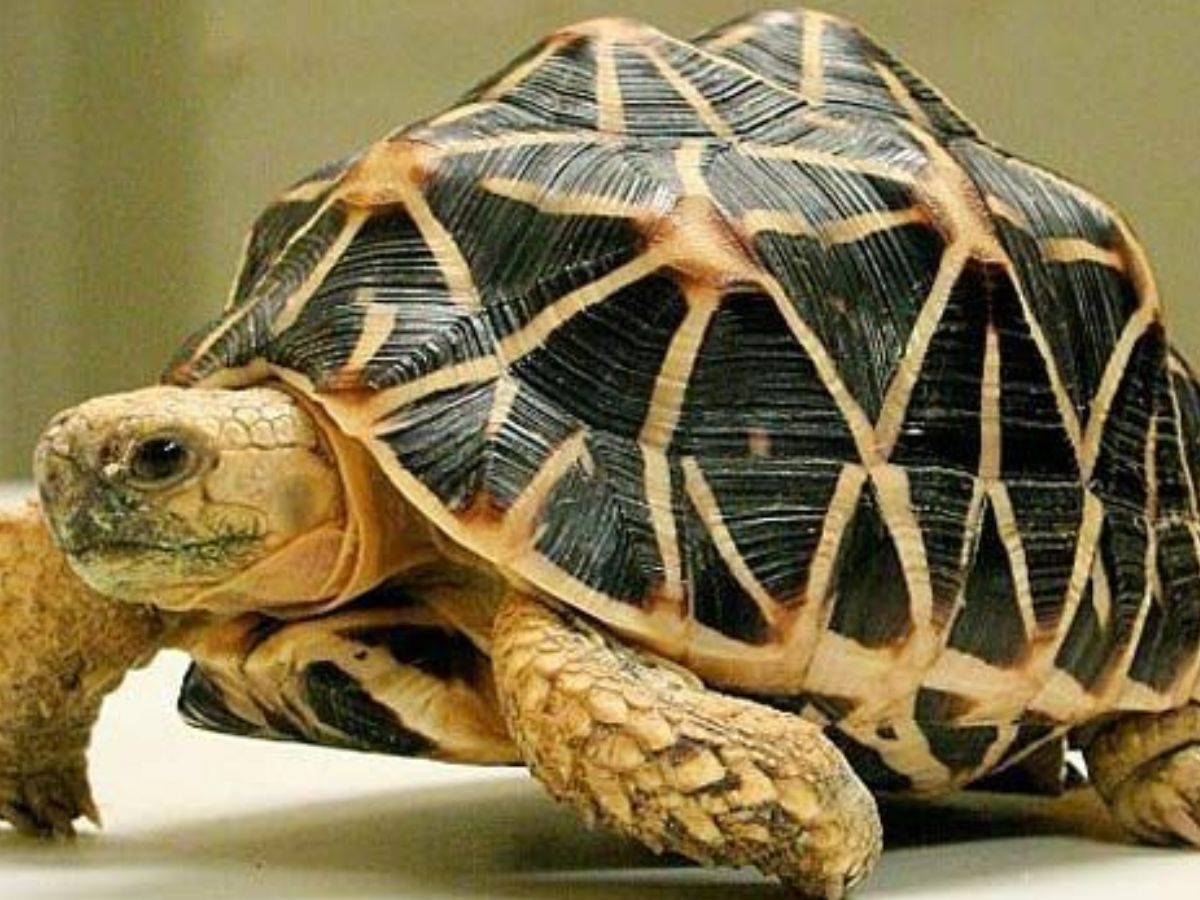 Low-Maintenance Animals You Can Have As Pet In India - Photo Gallery
