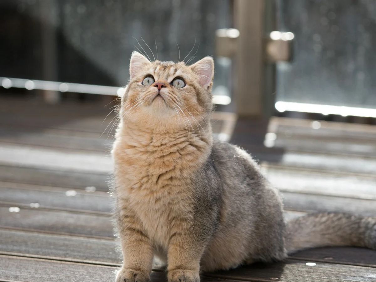 7-cat-breeds-with-the-most-captivating-eyes-from-sapphire-blues-to-emerald-greens-combined-with-unique-facial-features-and-expressive-personality 7 cat breeds with the most captivating Eyes: From Sapphire Blues to Emerald Greens - Photo Gallery