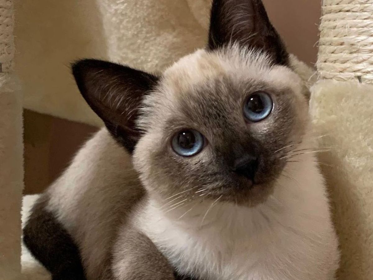 7-cat-breeds-with-the-most-captivating-eyes-from-sapphire-blues-to-emerald-greens-combined-with-unique-facial-features-and-expressive-personality 7 cat breeds with the most captivating Eyes: From Sapphire Blues to Emerald Greens - Photo Gallery