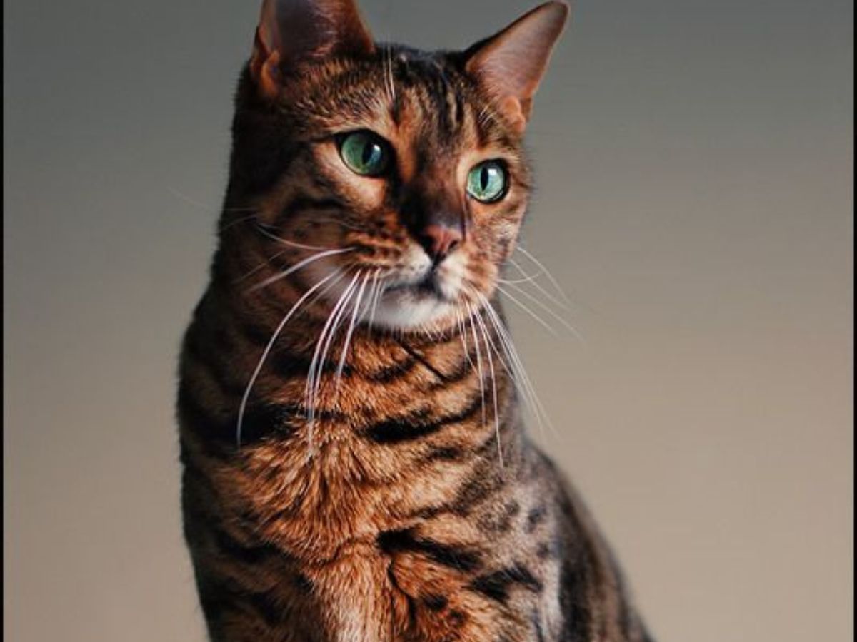7-cat-breeds-with-the-most-captivating-eyes-from-sapphire-blues-to-emerald-greens-combined-with-unique-facial-features-and-expressive-personality 7 cat breeds with the most captivating Eyes: From Sapphire Blues to Emerald Greens - Photo Gallery