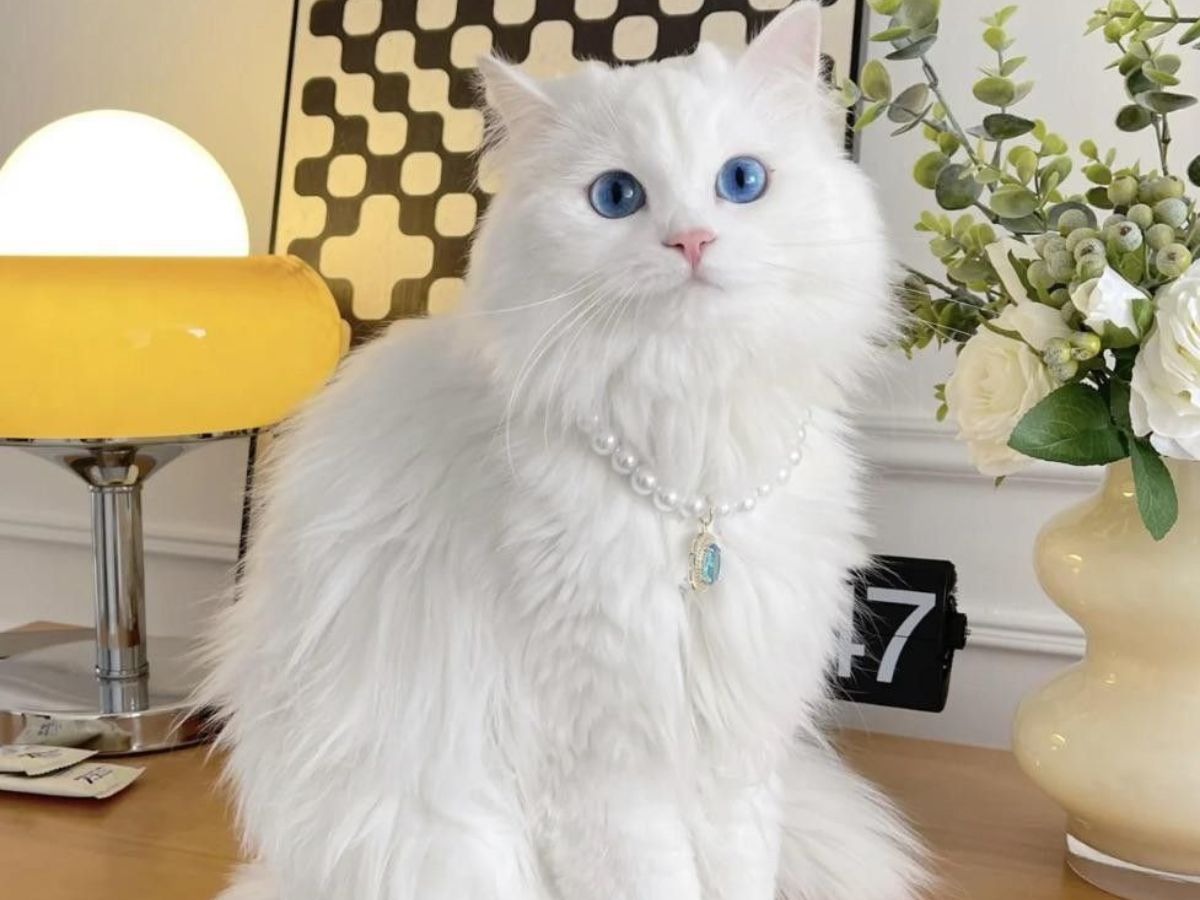 7-cat-breeds-with-the-most-captivating-eyes-from-sapphire-blues-to-emerald-greens-combined-with-unique-facial-features-and-expressive-personality 7 cat breeds with the most captivating Eyes: From Sapphire Blues to Emerald Greens - Photo Gallery