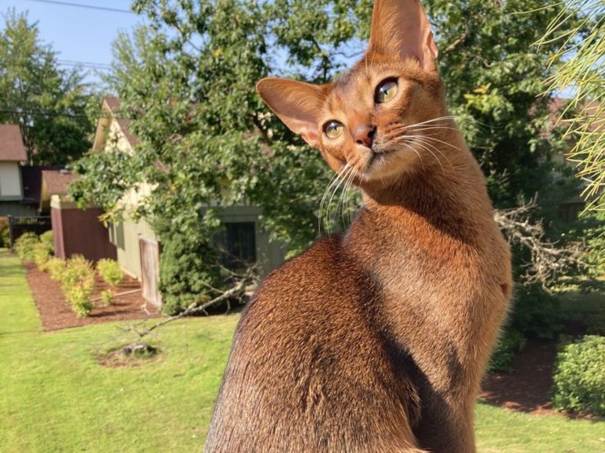 7-cat-breeds-with-the-most-captivating-eyes-from-sapphire-blues-to-emerald-greens-combined-with-unique-facial-features-and-expressive-personality 7 cat breeds with the most captivating Eyes: From Sapphire Blues to Emerald Greens - Photo Gallery