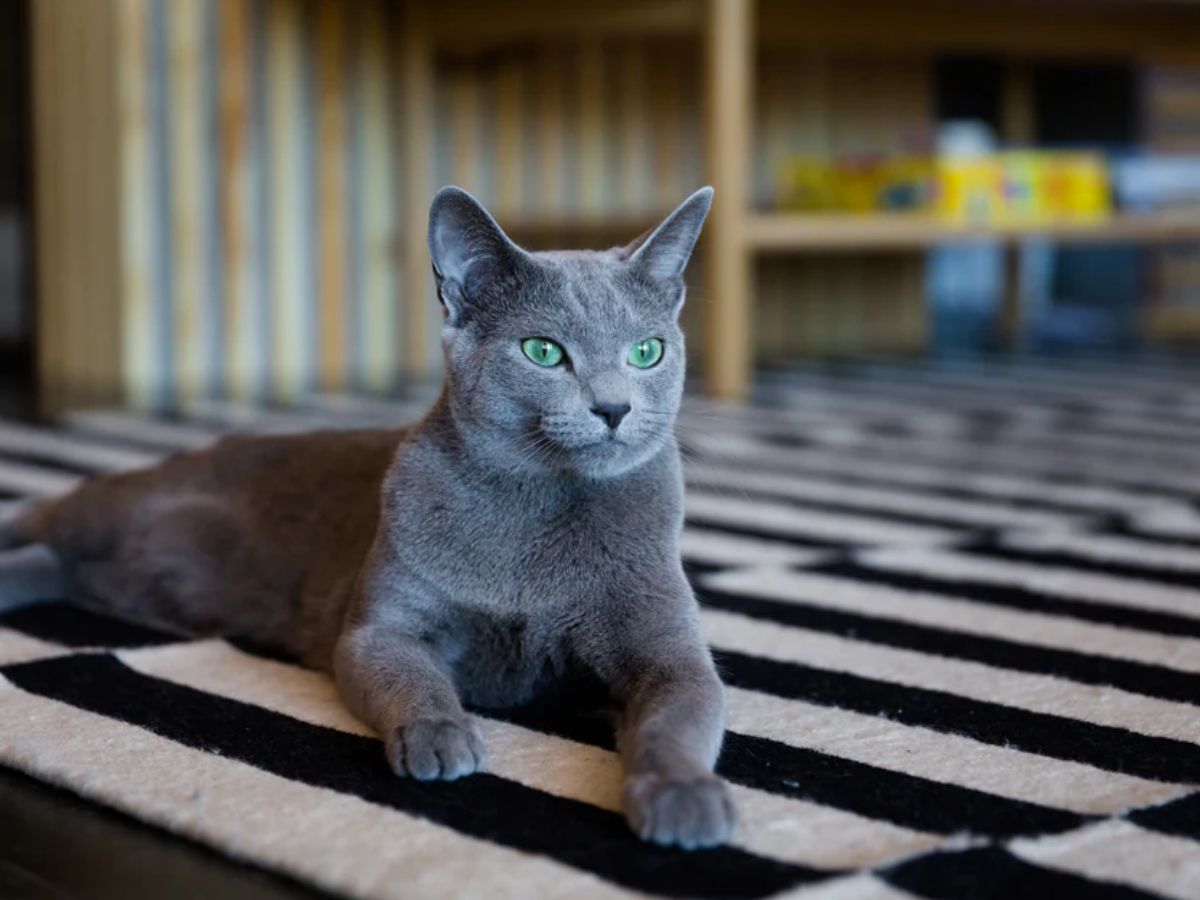 7-cat-breeds-with-the-most-captivating-eyes-from-sapphire-blues-to-emerald-greens-combined-with-unique-facial-features-and-expressive-personality 7 cat breeds with the most captivating Eyes: From Sapphire Blues to Emerald Greens - Photo Gallery