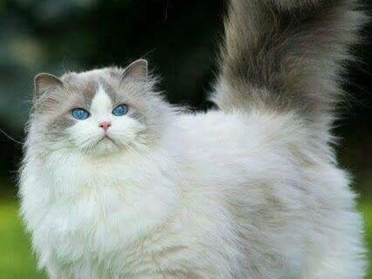 7-cat-breeds-with-the-most-captivating-eyes-from-sapphire-blues-to-emerald-greens-combined-with-unique-facial-features-and-expressive-personality 7 cat breeds with the most captivating Eyes: From Sapphire Blues to Emerald Greens - Photo Gallery