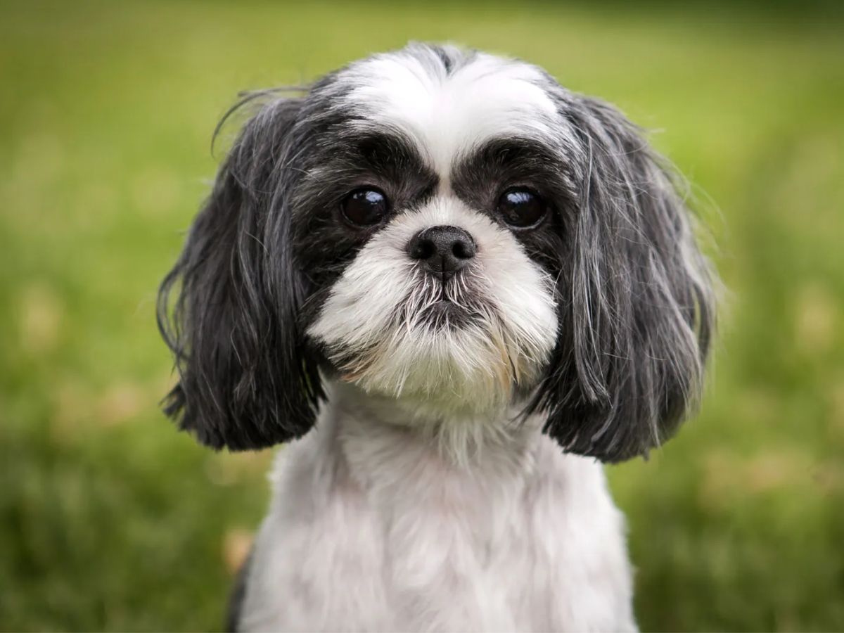 7-best-dog-breeds-for-first-time-owners-gentle-loyal-easy-pets-for-happy-beginnings 7 Best Dog Breeds for First-Time Owners: Gentle, Loyal & Easy Pets for Happy Beginnings - Photo Gallery