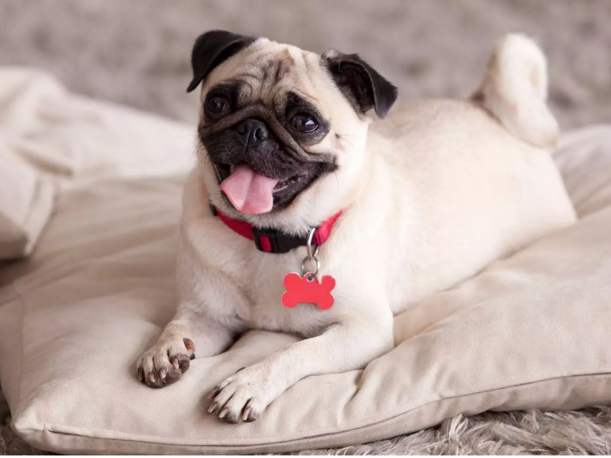 7-best-dog-breeds-for-first-time-owners-gentle-loyal-easy-pets-for-happy-beginnings 7 Best Dog Breeds for First-Time Owners: Gentle, Loyal & Easy Pets for Happy Beginnings - Photo Gallery
