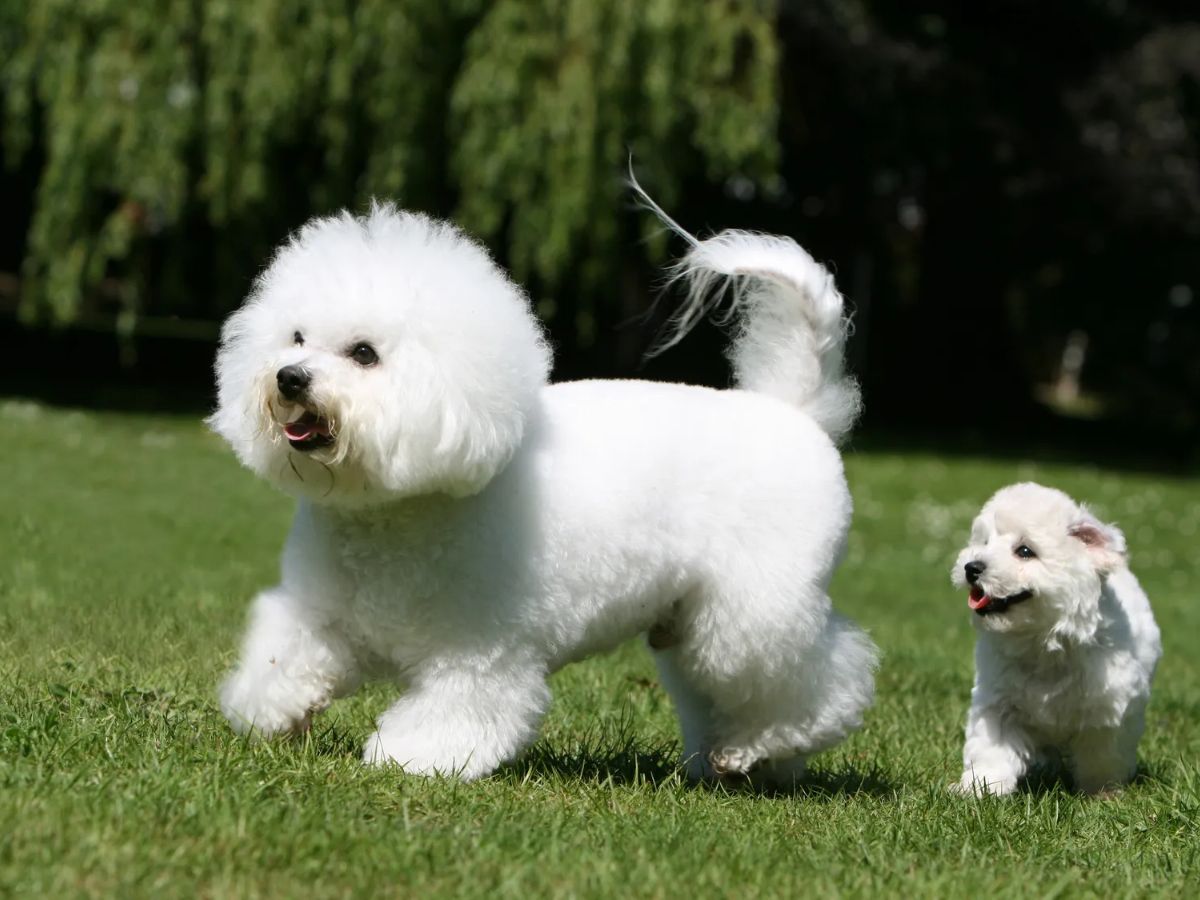 7-best-dog-breeds-for-first-time-owners-gentle-loyal-easy-pets-for-happy-beginnings 7 Best Dog Breeds for First-Time Owners: Gentle, Loyal & Easy Pets for Happy Beginnings - Photo Gallery