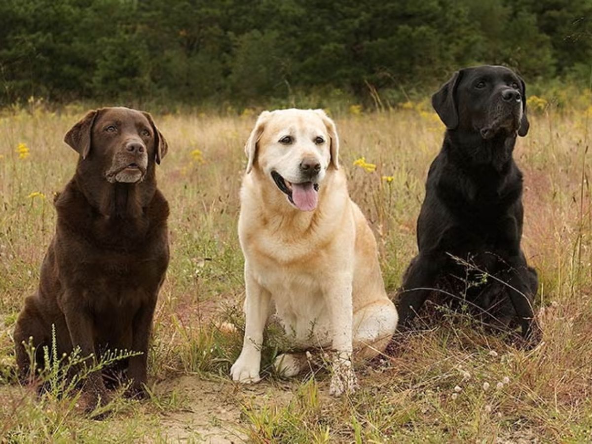 7-best-dog-breeds-for-first-time-owners-gentle-loyal-easy-pets-for-happy-beginnings 7 Best Dog Breeds for First-Time Owners: Gentle, Loyal & Easy Pets for Happy Beginnings - Photo Gallery