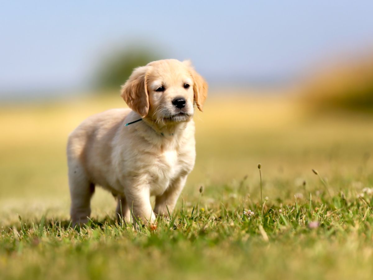 7-best-dog-breeds-for-first-time-owners-gentle-loyal-easy-pets-for-happy-beginnings 7 Best Dog Breeds for First-Time Owners: Gentle, Loyal & Easy Pets for Happy Beginnings - Photo Gallery