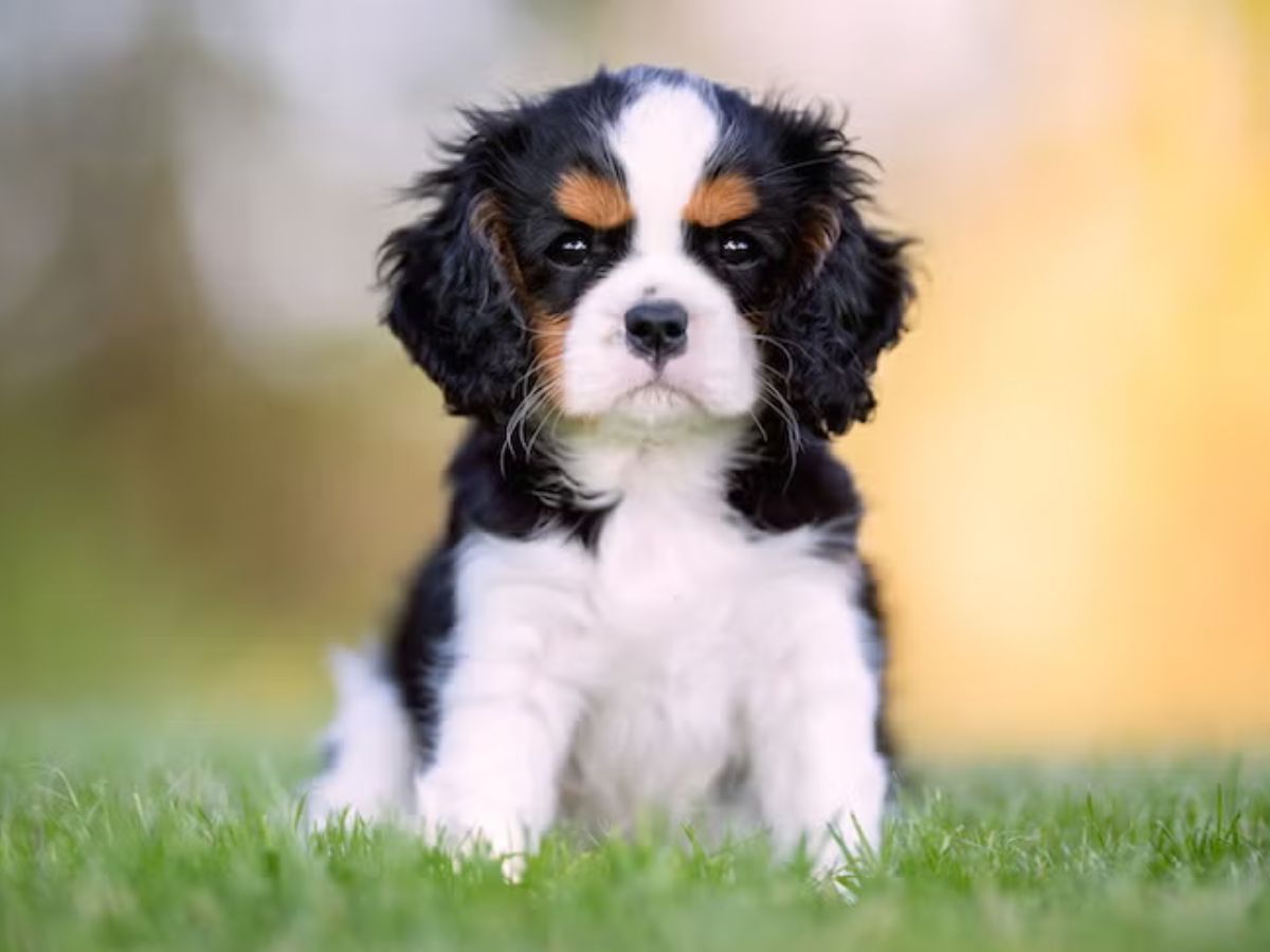 7-best-dog-breeds-for-first-time-owners-gentle-loyal-easy-pets-for-happy-beginnings 7 Best Dog Breeds for First-Time Owners: Gentle, Loyal & Easy Pets for Happy Beginnings - Photo Gallery