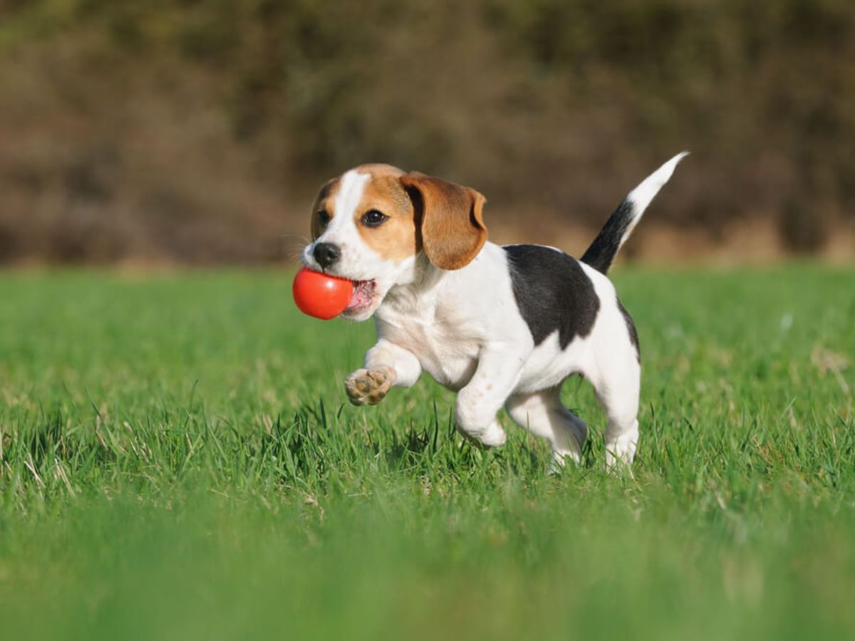 7-best-dog-breeds-for-first-time-owners-gentle-loyal-easy-pets-for-happy-beginnings 7 Best Dog Breeds for First-Time Owners: Gentle, Loyal & Easy Pets for Happy Beginnings - Photo Gallery