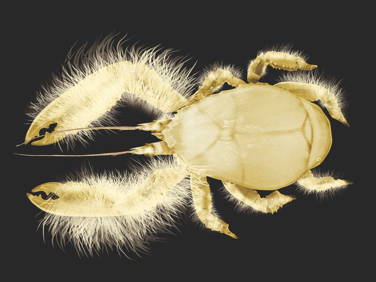 7-sea-creatures-that-farm-their-own-food-from-fish-to-crabs 7 Sea Creatures That Farm Their Own Food: From Fish to Crabs - Photo Gallery
