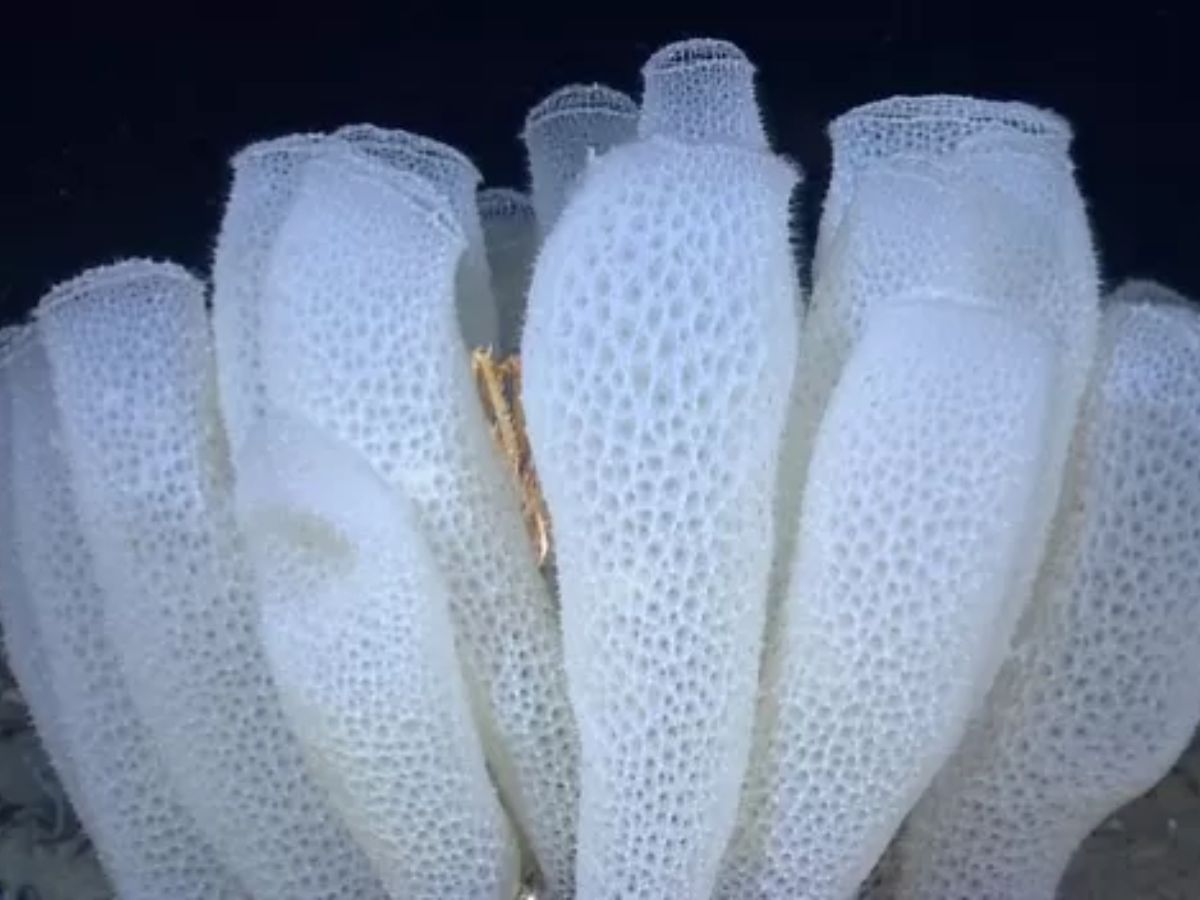 7-sea-creatures-that-farm-their-own-food-from-fish-to-crabs 7 Sea Creatures That Farm Their Own Food: From Fish to Crabs - Photo Gallery