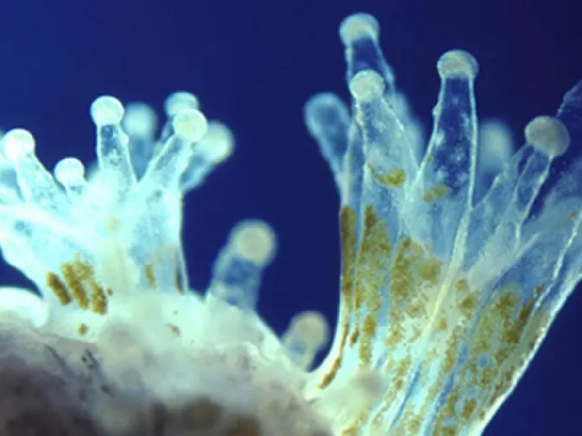 7-sea-creatures-that-farm-their-own-food-from-fish-to-crabs 7 Sea Creatures That Farm Their Own Food: From Fish to Crabs - Photo Gallery