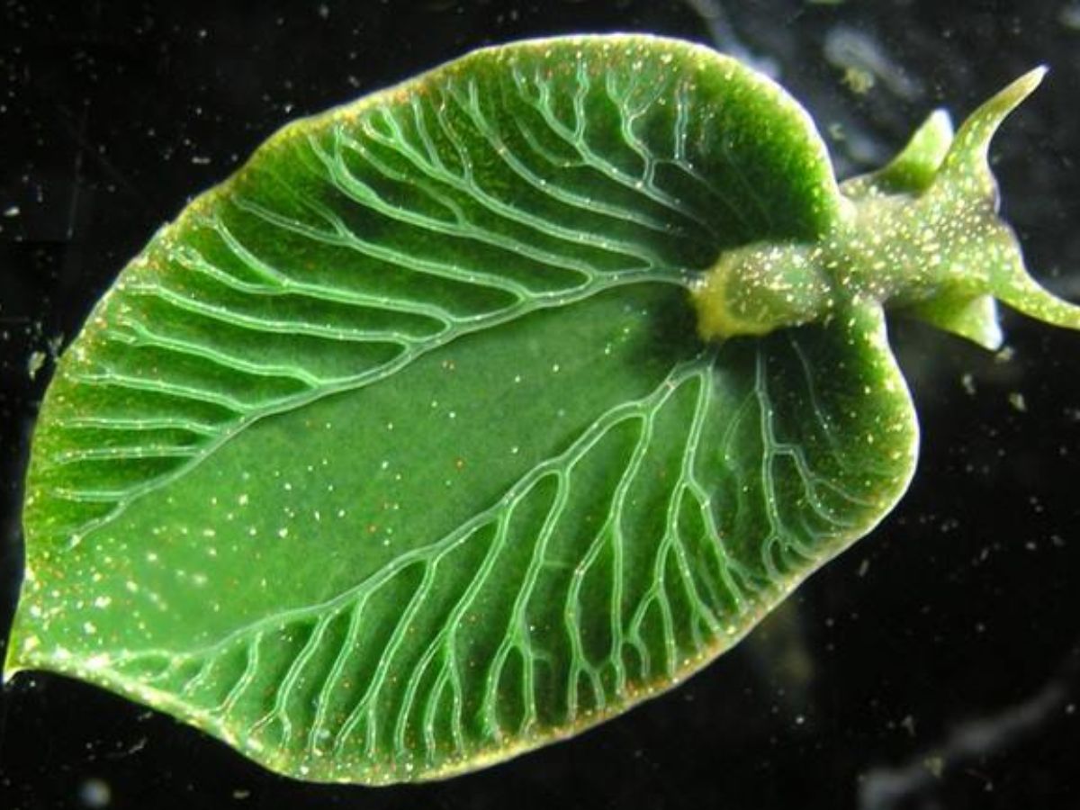 7-sea-creatures-that-farm-their-own-food-from-fish-to-crabs 7 Sea Creatures That Farm Their Own Food: From Fish to Crabs - Photo Gallery