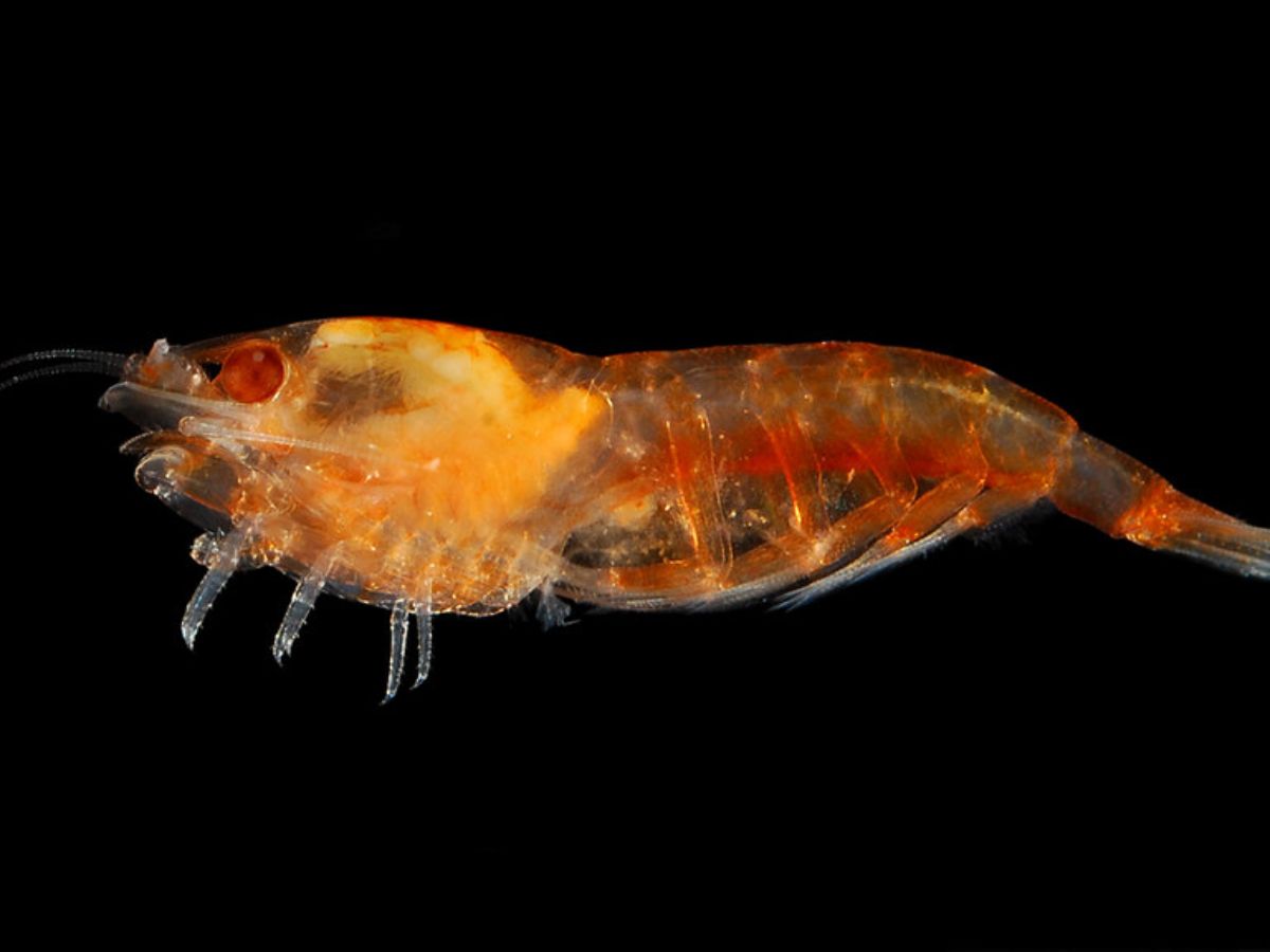 7-sea-creatures-that-farm-their-own-food-from-fish-to-crabs 7 Sea Creatures That Farm Their Own Food: From Fish to Crabs - Photo Gallery