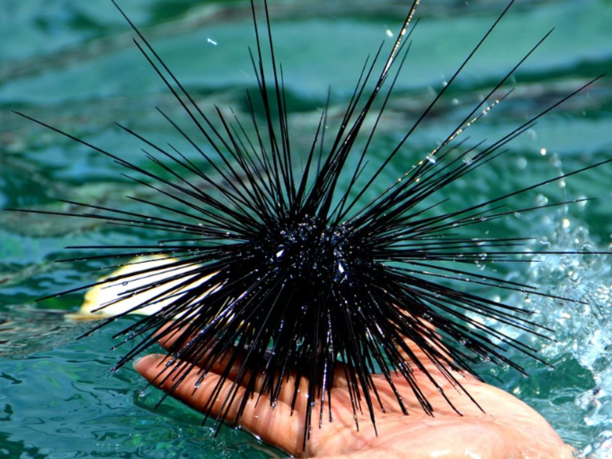 7-sea-creatures-that-farm-their-own-food-from-fish-to-crabs 7 Sea Creatures That Farm Their Own Food: From Fish to Crabs - Photo Gallery