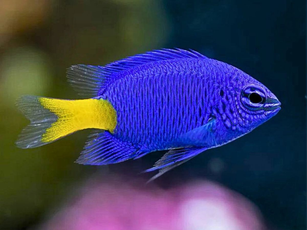 7-sea-creatures-that-farm-their-own-food-from-fish-to-crabs 7 Sea Creatures That Farm Their Own Food: From Fish to Crabs - Photo Gallery