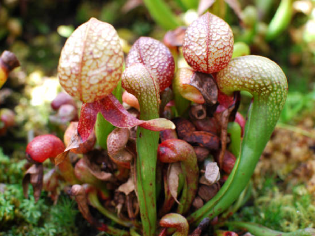 6-rare-indian-flowers-you-must-witness 6 Rare Indian Flowers You Must Witness - Photo Gallery