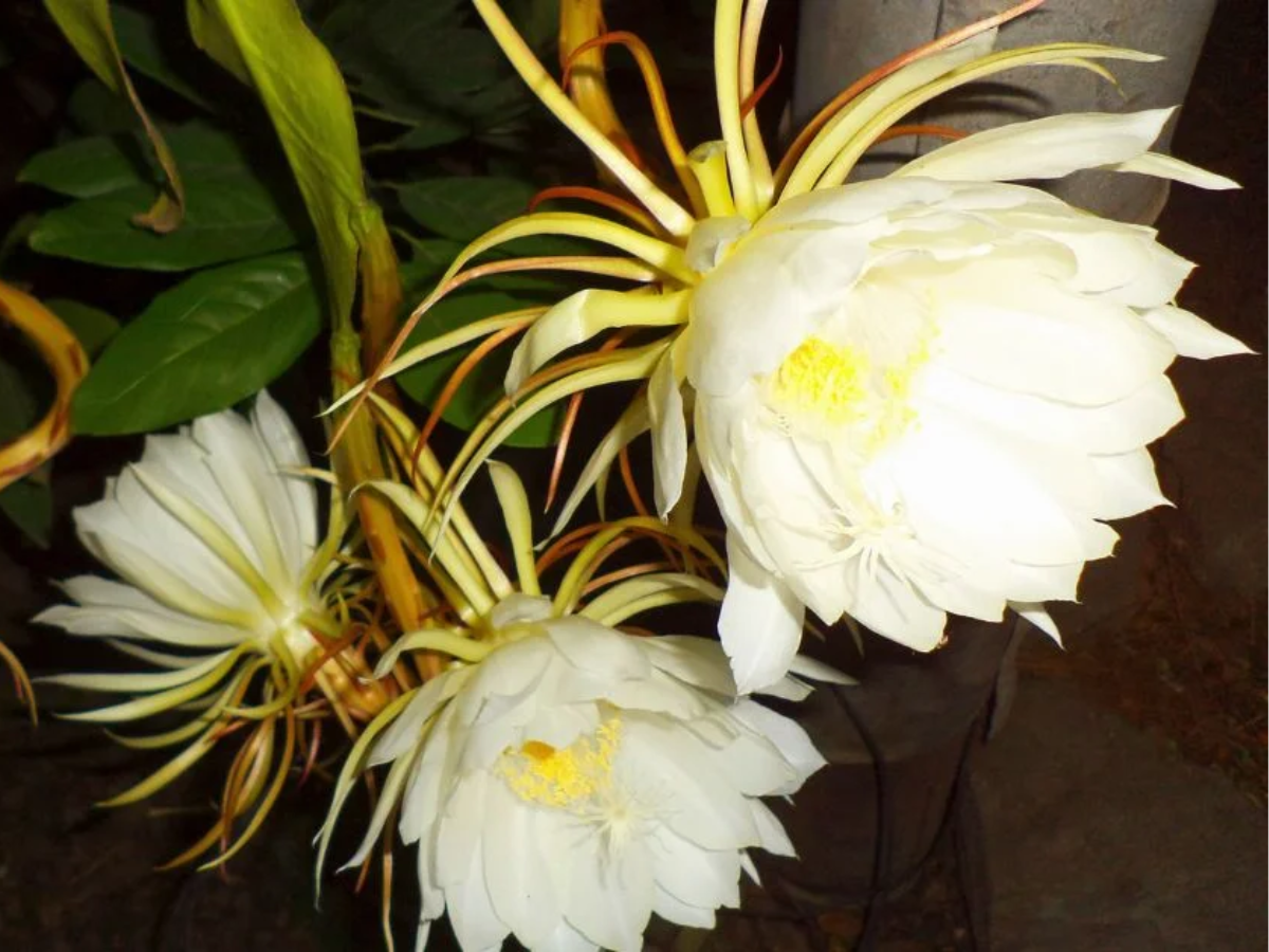 6-rare-indian-flowers-you-must-witness 6 Rare Indian Flowers You Must Witness - Photo Gallery
