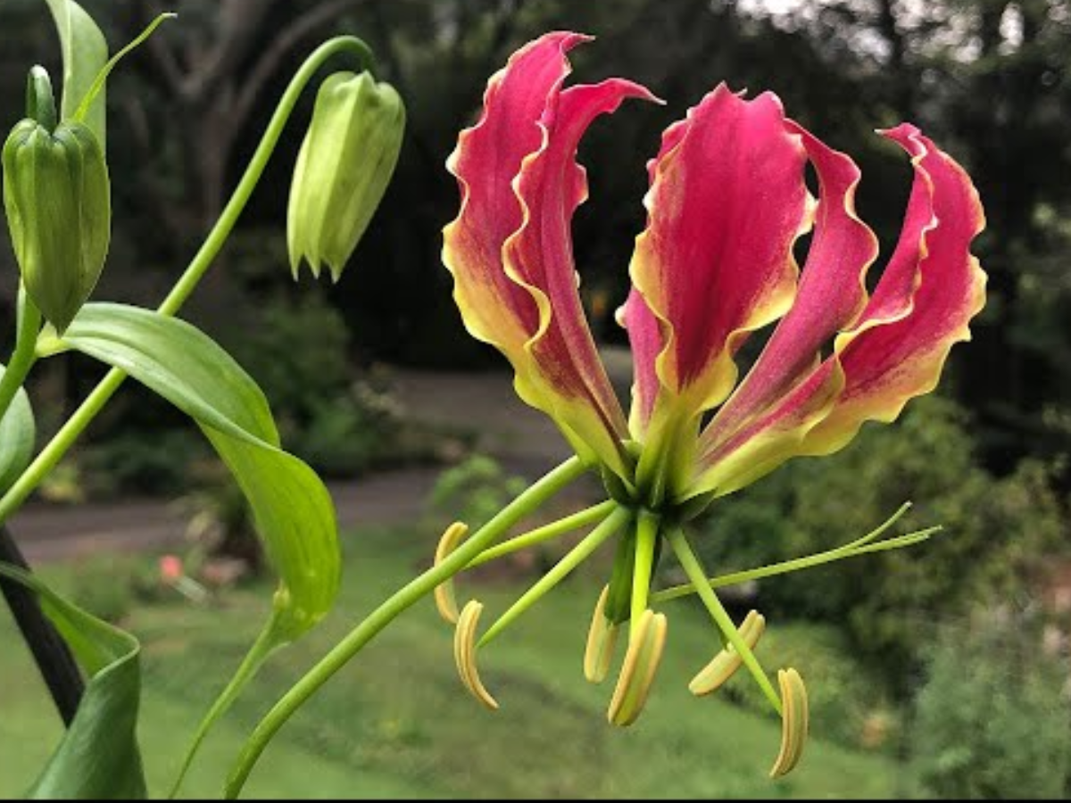 6-rare-indian-flowers-you-must-witness 6 Rare Indian Flowers You Must Witness - Photo Gallery