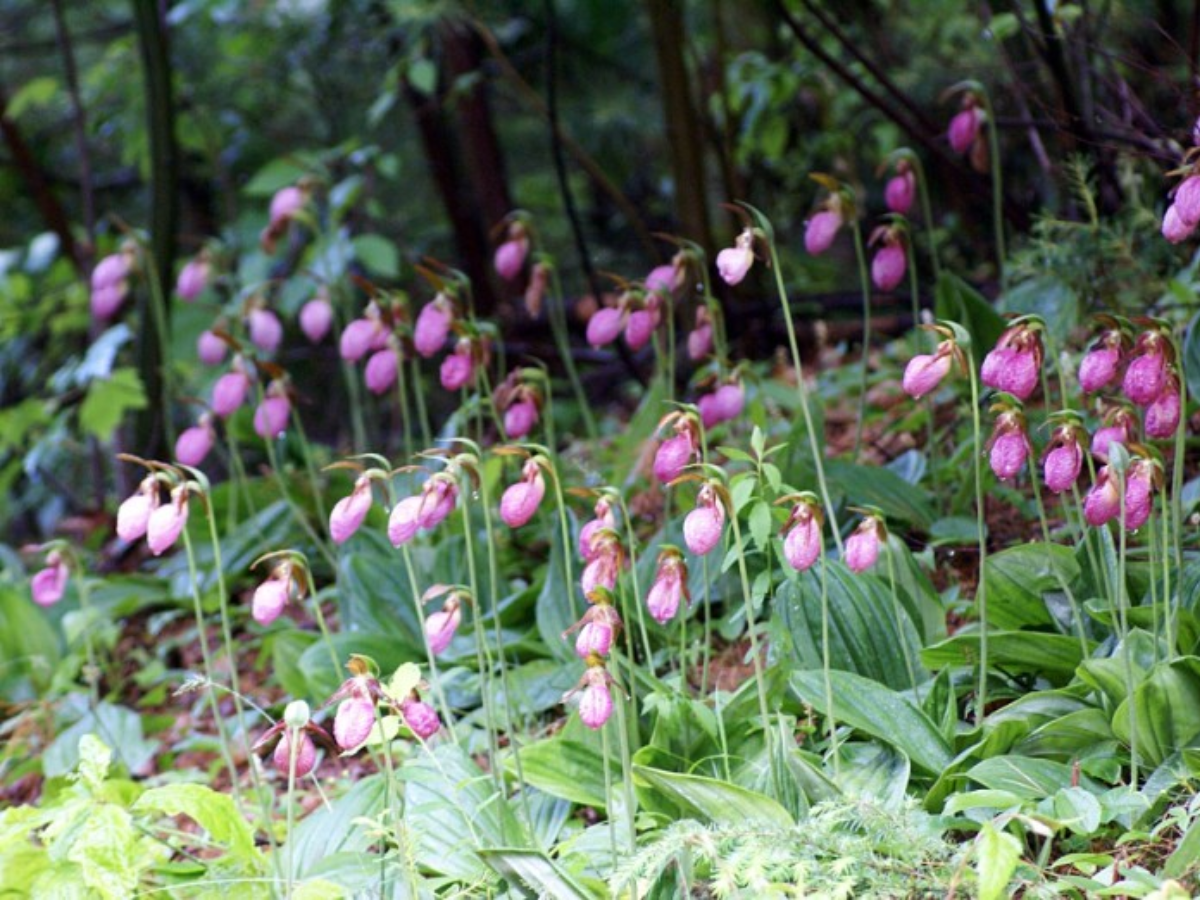 6 Rare Indian Flowers You Must Witness - Photo Gallery