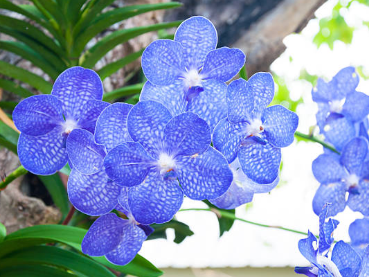 6-rare-indian-flowers-you-must-witness 6 Rare Indian Flowers You Must Witness - Photo Gallery