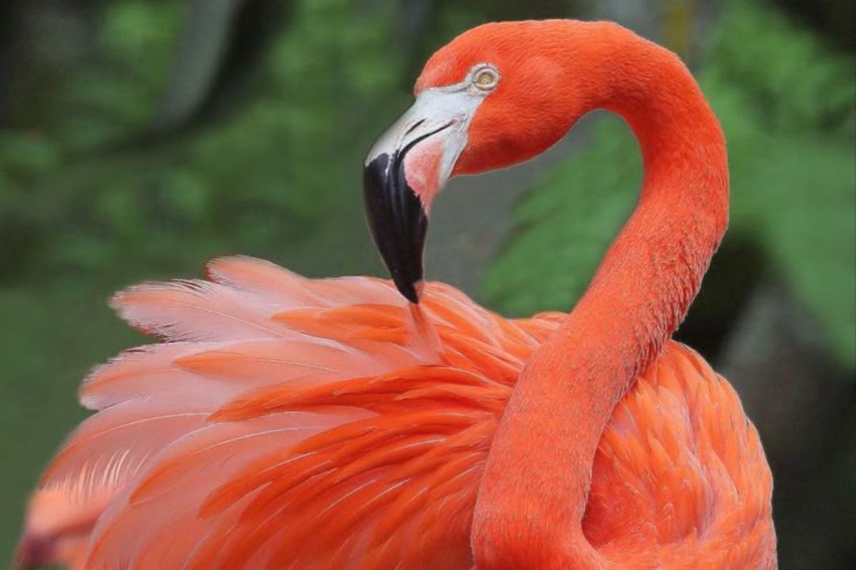 7-beautiful-pink-colored-birds-found-around-the-world 7 Beautiful Pink-Colored Birds Found Around The World - Photo Gallery