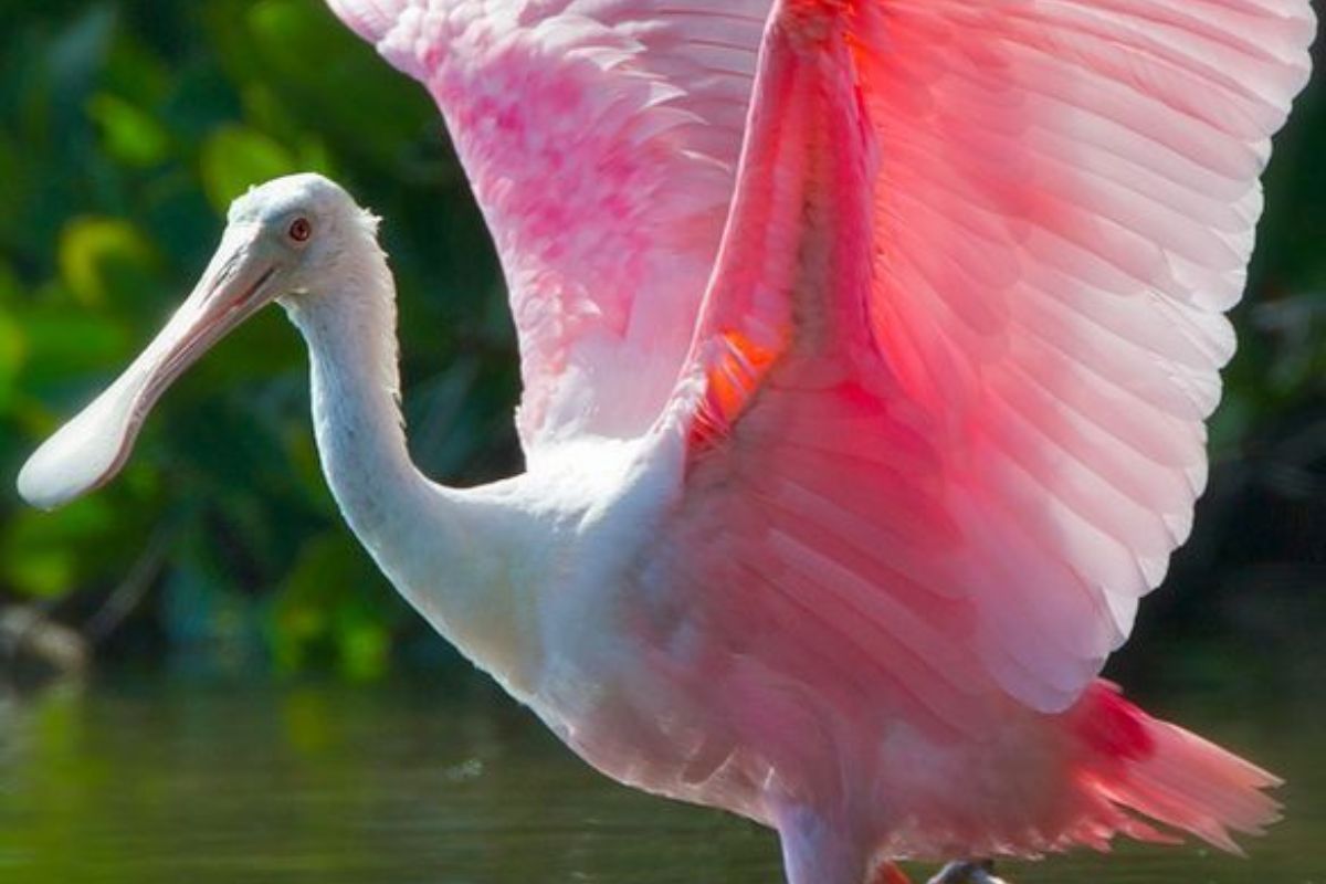 7-beautiful-pink-colored-birds-found-around-the-world 7 Beautiful Pink-Colored Birds Found Around The World - Photo Gallery