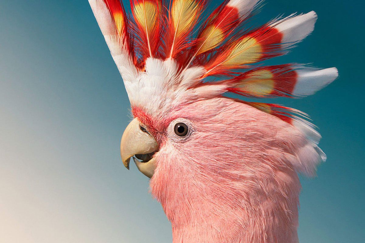 7-beautiful-pink-colored-birds-found-around-the-world 7 Beautiful Pink-Colored Birds Found Around The World - Photo Gallery