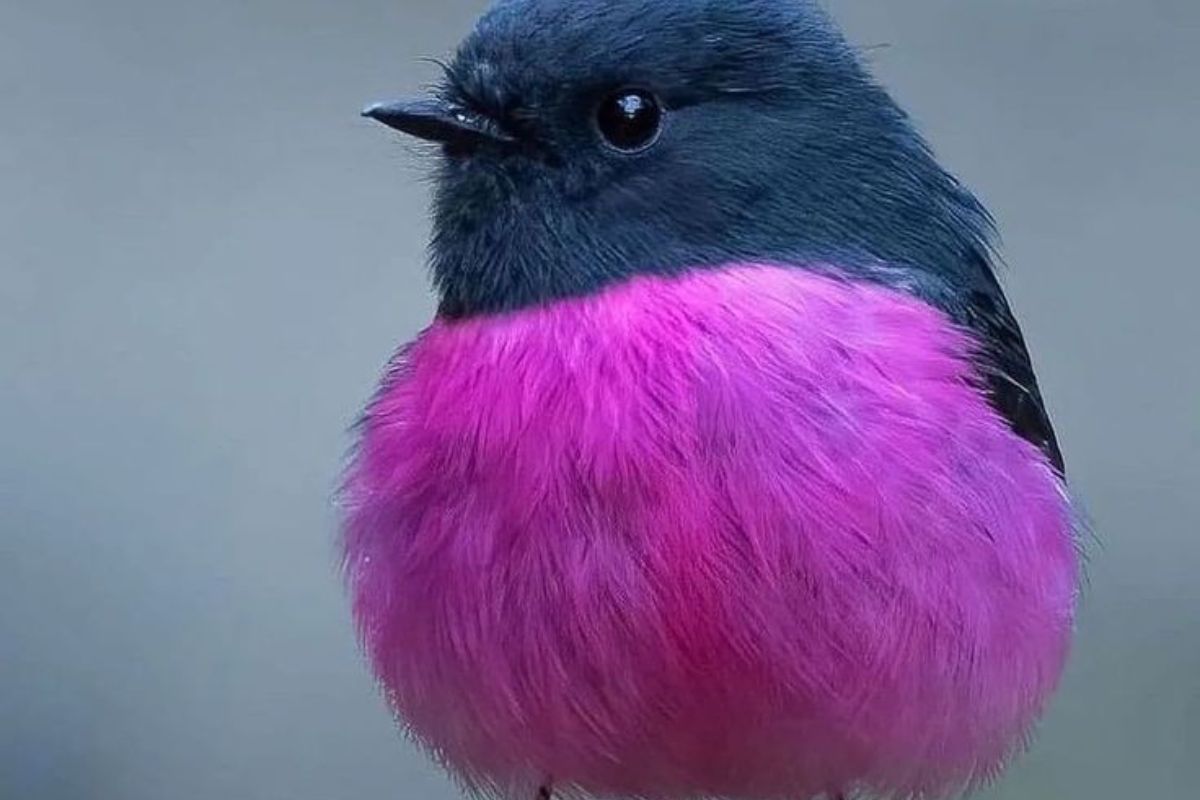 7-beautiful-pink-colored-birds-found-around-the-world 7 Beautiful Pink-Colored Birds Found Around The World - Photo Gallery