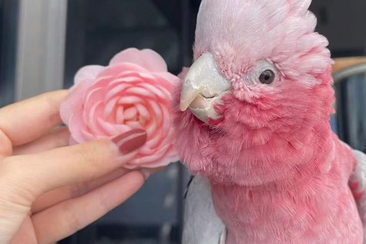 7-beautiful-pink-colored-birds-found-around-the-world 7 Beautiful Pink-Colored Birds Found Around The World - Photo Gallery