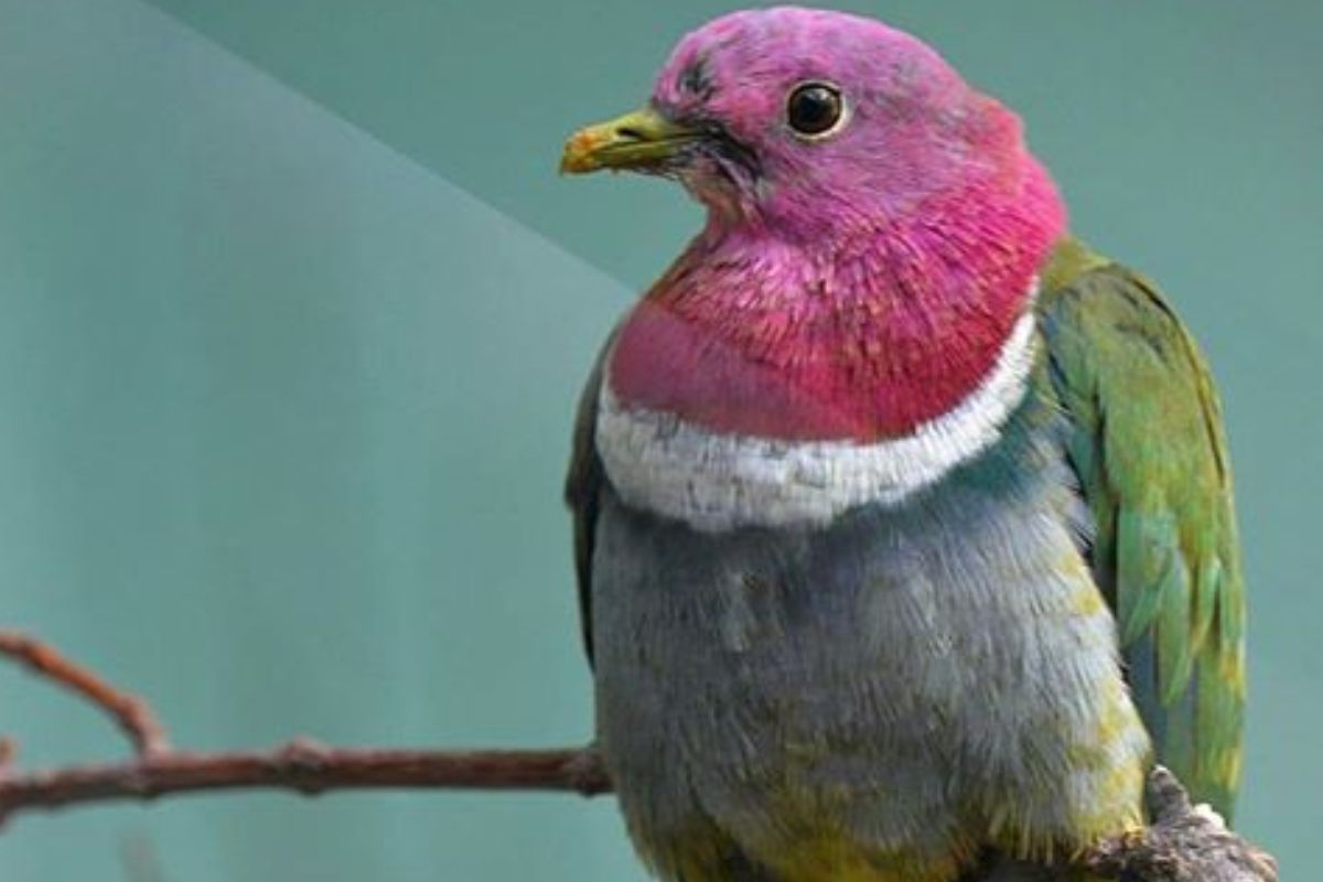 7-beautiful-pink-colored-birds-found-around-the-world 7 Beautiful Pink-Colored Birds Found Around The World - Photo Gallery