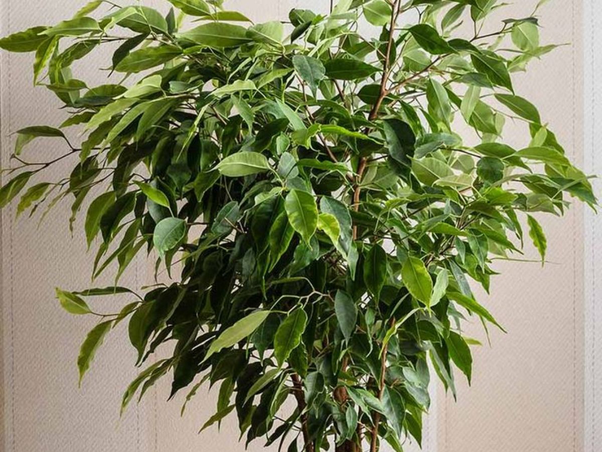7-plants-that-bring-bad-luck-indoors-invite-good-luck-into-your-house-mindful-plant-choices-can-improve-the-overall-harmony-and-luck-in-your-living-spaces 7 Plants That Bring Bad Luck Indoors: Invite Good Luck Into Your House - Photo Gallery
