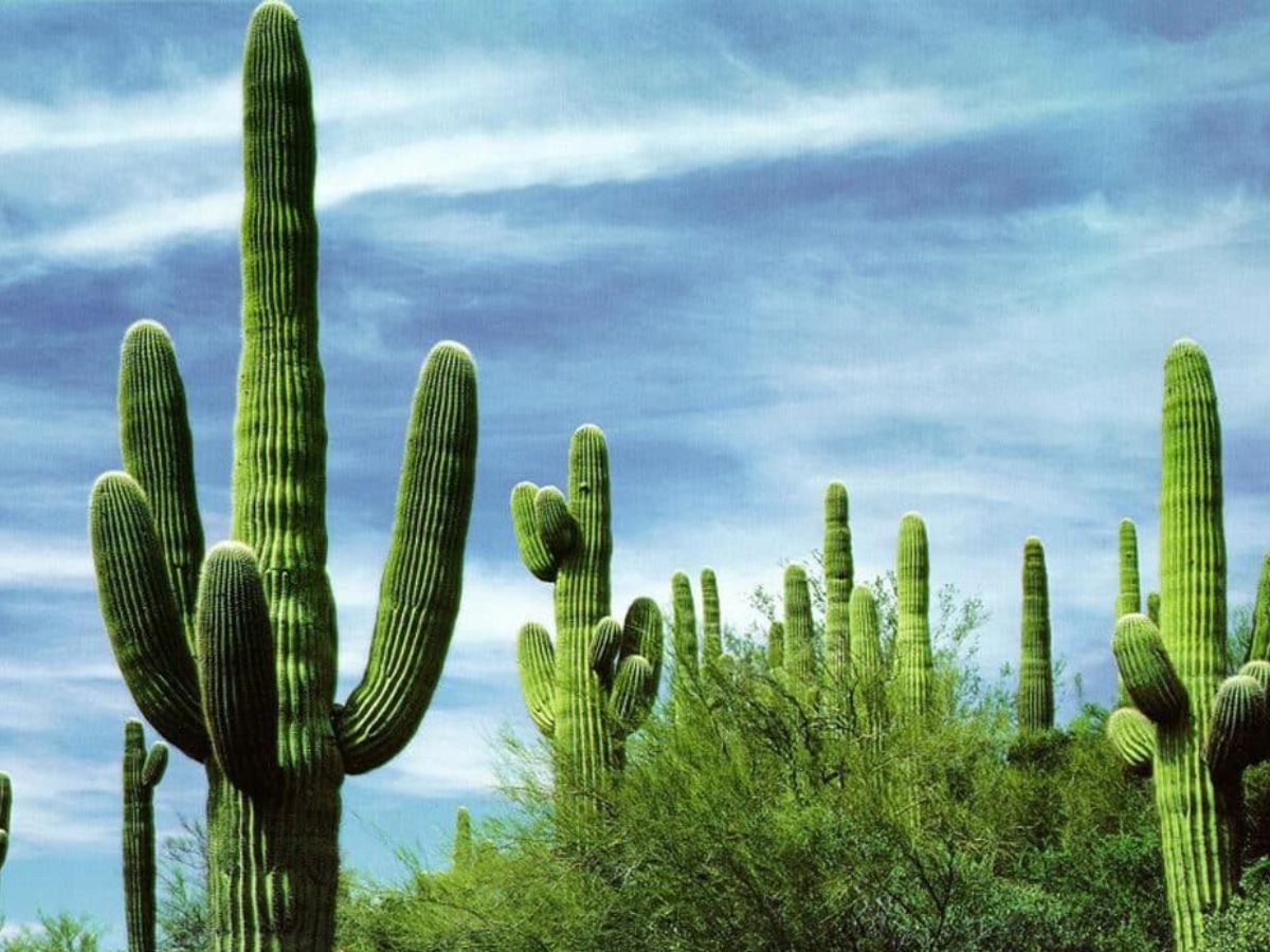 7-plants-that-bring-bad-luck-indoors-invite-good-luck-into-your-house-mindful-plant-choices-can-improve-the-overall-harmony-and-luck-in-your-living-spaces 7 Plants That Bring Bad Luck Indoors: Invite Good Luck Into Your House - Photo Gallery