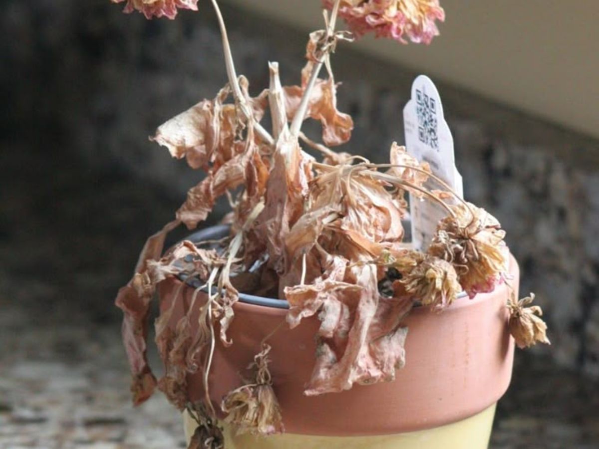 7-plants-that-bring-bad-luck-indoors-invite-good-luck-into-your-house-mindful-plant-choices-can-improve-the-overall-harmony-and-luck-in-your-living-spaces 7 Plants That Bring Bad Luck Indoors: Invite Good Luck Into Your House - Photo Gallery