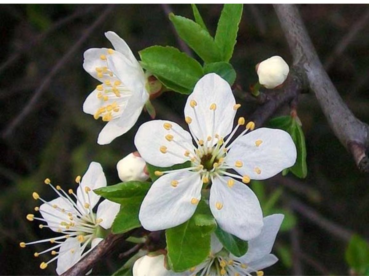 7-plants-that-bring-bad-luck-indoors-invite-good-luck-into-your-house-mindful-plant-choices-can-improve-the-overall-harmony-and-luck-in-your-living-spaces 7 Plants That Bring Bad Luck Indoors: Invite Good Luck Into Your House - Photo Gallery