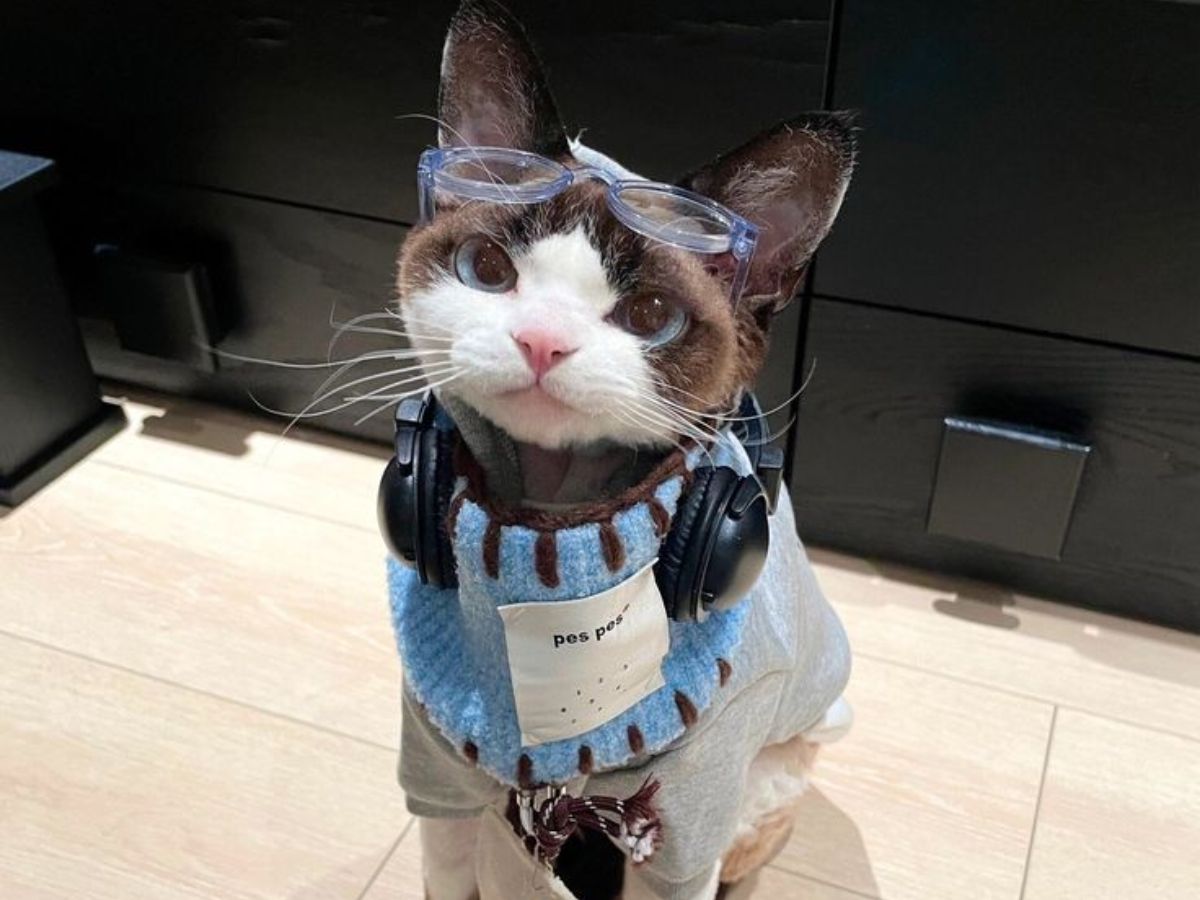 do-cats-recognize-their-names-here-are-7-interesting-facts-in-pics Do Cats Recognize Their Names? Here Are Seven Interesting Facts: In Pics - Photo Gallery