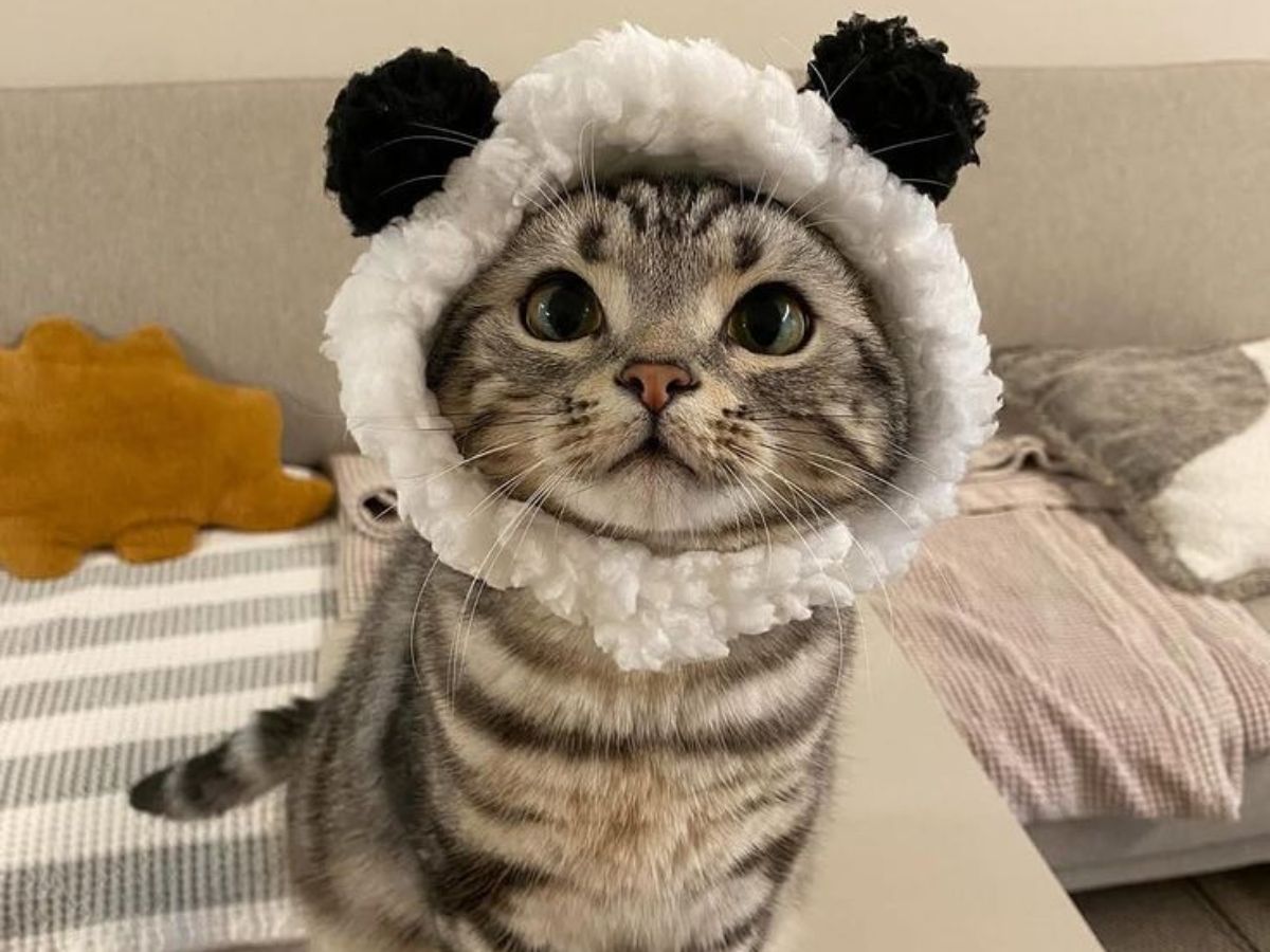 do-cats-recognize-their-names-here-are-7-interesting-facts-in-pics Do Cats Recognize Their Names? Here Are Seven Interesting Facts: In Pics - Photo Gallery