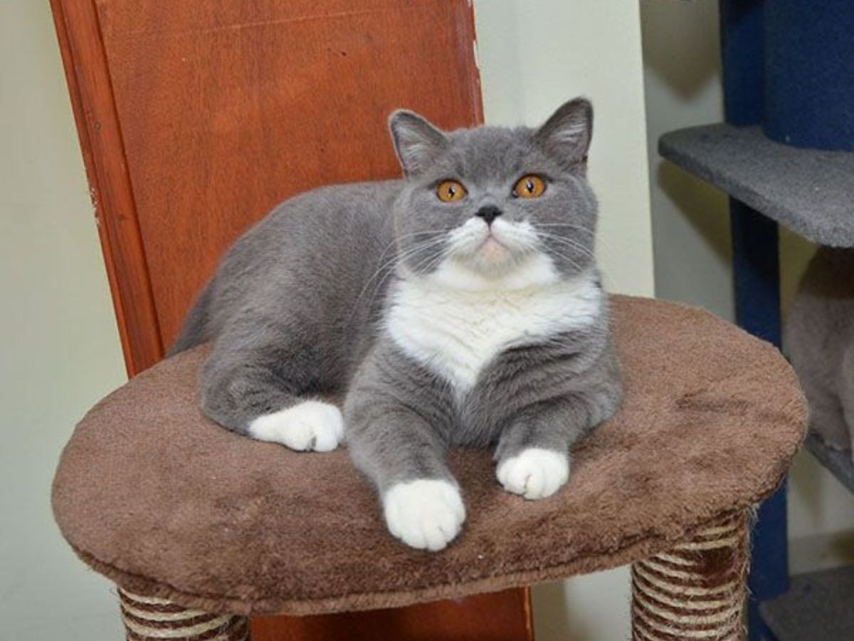 do-cats-recognize-their-names-here-are-7-interesting-facts-in-pics Do Cats Recognize Their Names? Here Are Seven Interesting Facts: In Pics - Photo Gallery