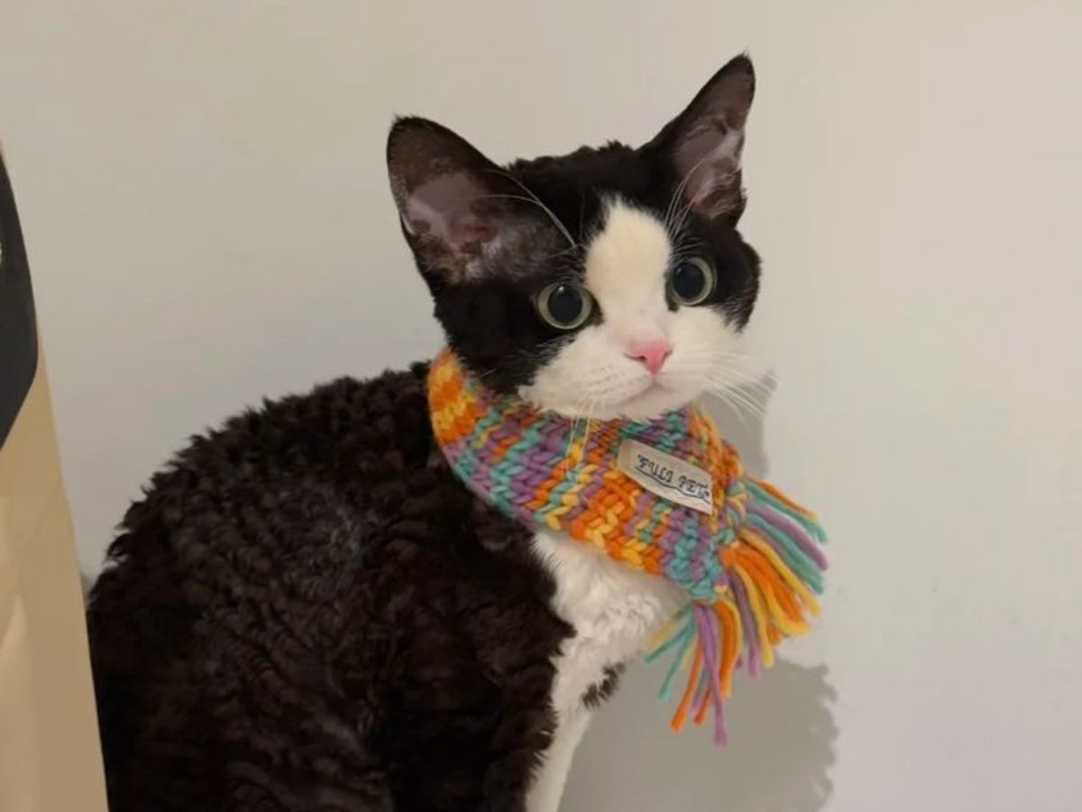 do-cats-recognize-their-names-here-are-7-interesting-facts-in-pics Do Cats Recognize Their Names? Here Are Seven Interesting Facts: In Pics - Photo Gallery