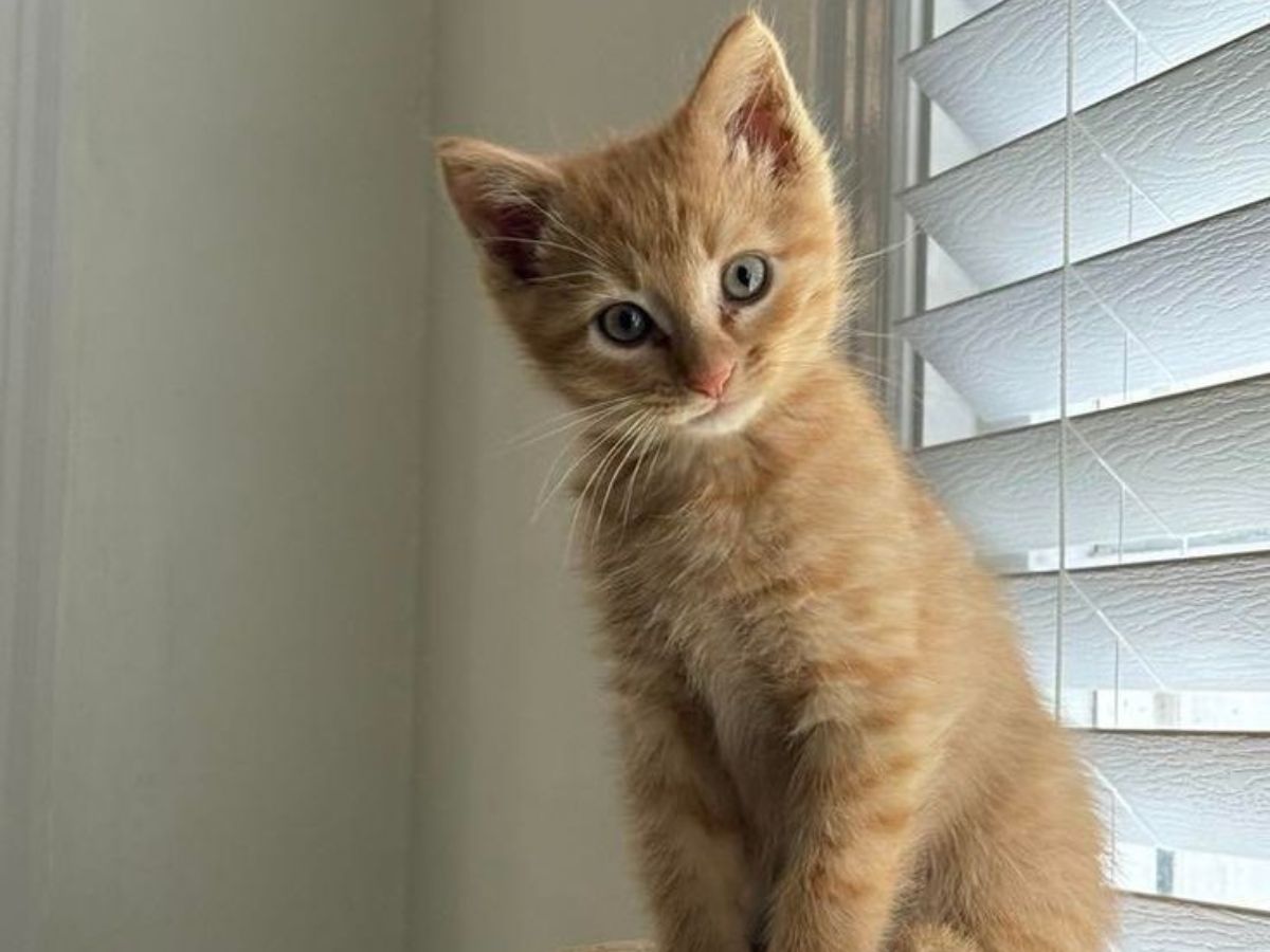 do-cats-recognize-their-names-here-are-7-interesting-facts-in-pics Do Cats Recognize Their Names? Here Are Seven Interesting Facts: In Pics - Photo Gallery