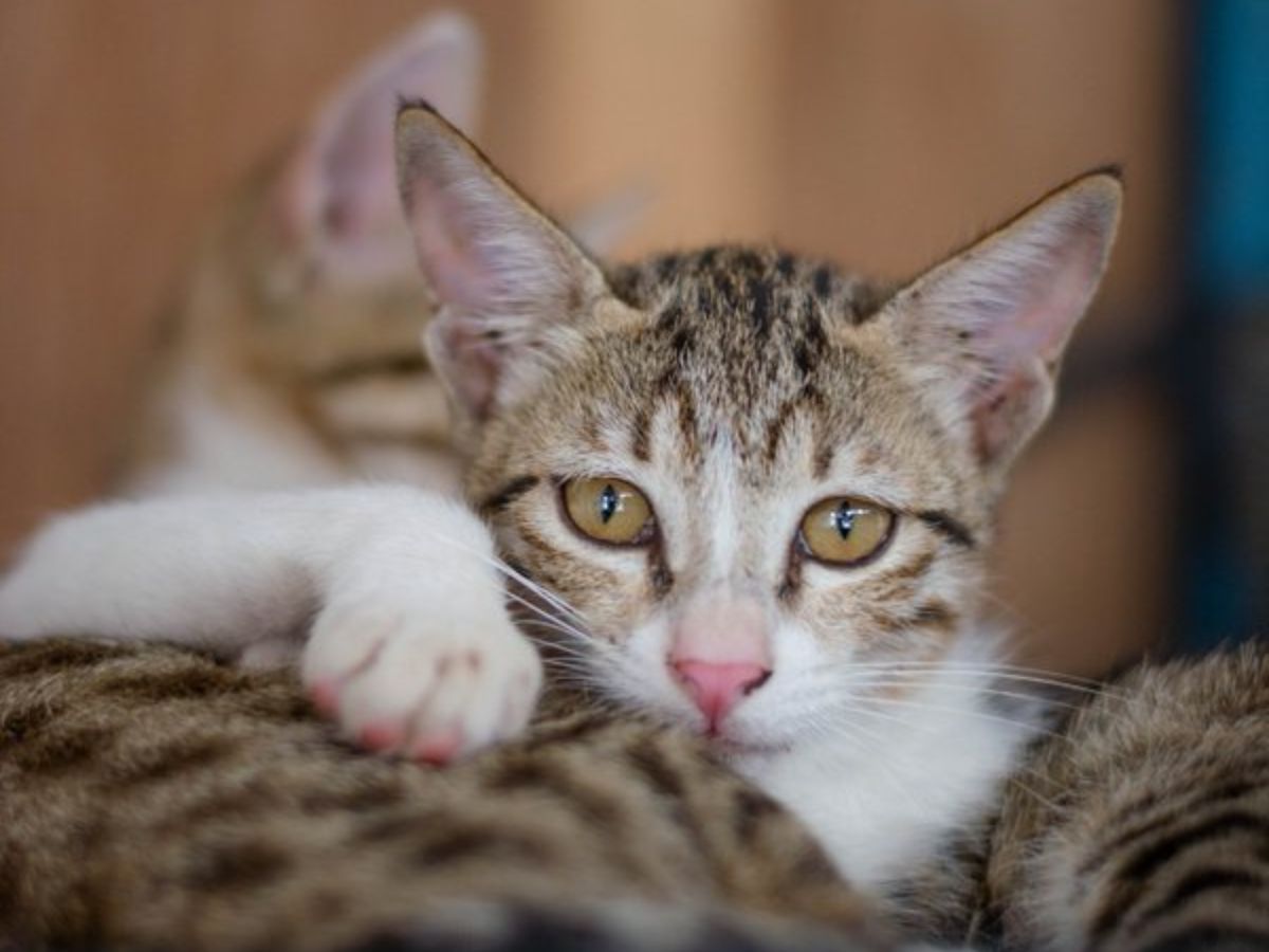 do-cats-recognize-their-names-here-are-7-interesting-facts-in-pics Do Cats Recognize Their Names? Here Are Seven Interesting Facts: In Pics - Photo Gallery