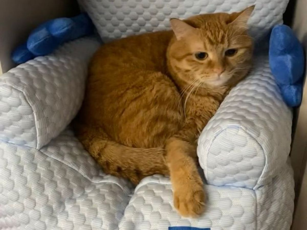 do-cats-recognize-their-names-here-are-7-interesting-facts-in-pics Do Cats Recognize Their Names? Here Are Seven Interesting Facts: In Pics - Photo Gallery