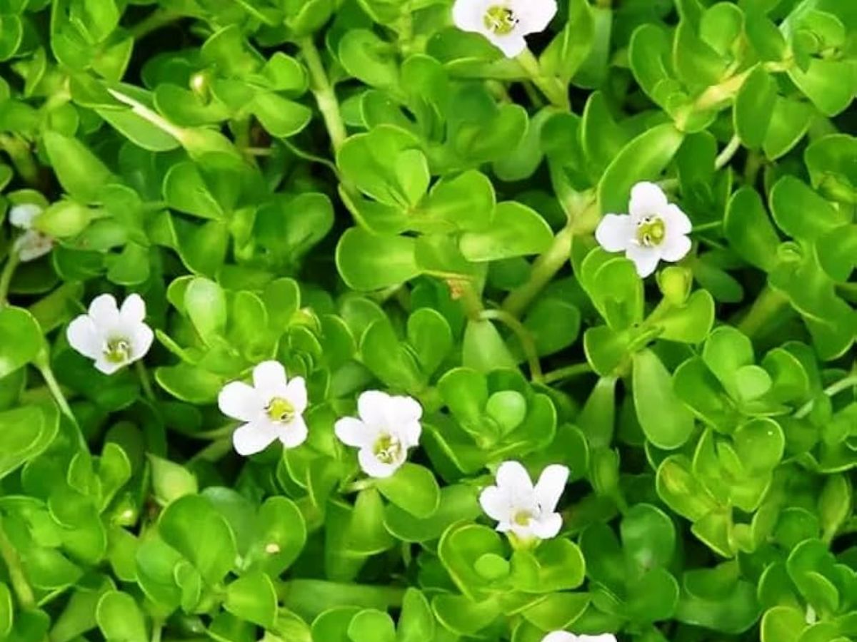7-ayurvedic-herbs-for-a-strong-healthy-heart 7 Ayurvedic Herbs for a Strong & Healthy Heart - Photo Gallery