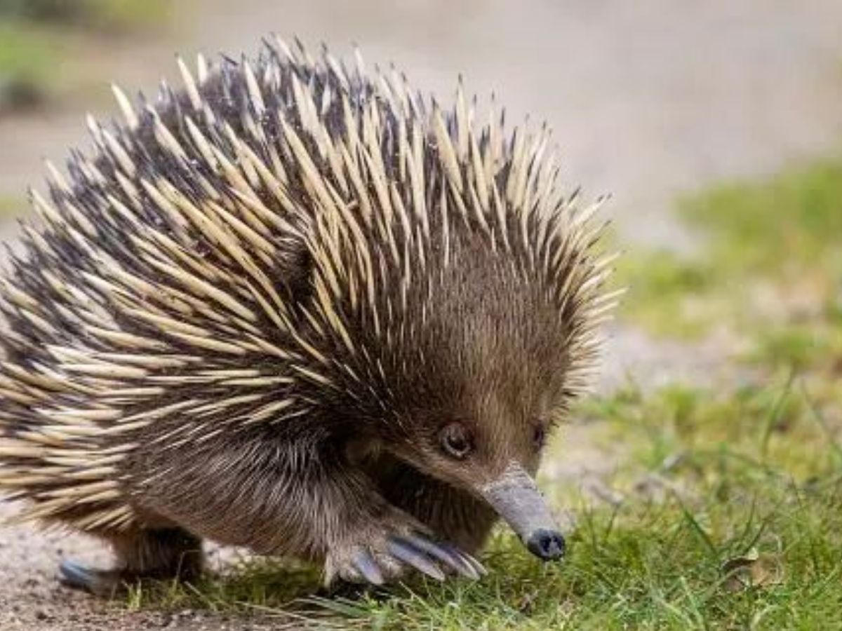 exploring-7-extraordinary-world-of-uncommon-milk-producing-animals-from-platypus-to-grey-kangaroo Exploring 7 Extraordinary World Of Uncommon Milk-Producing Animals: From Platypus to Grey kangaroo - Photo Gallery